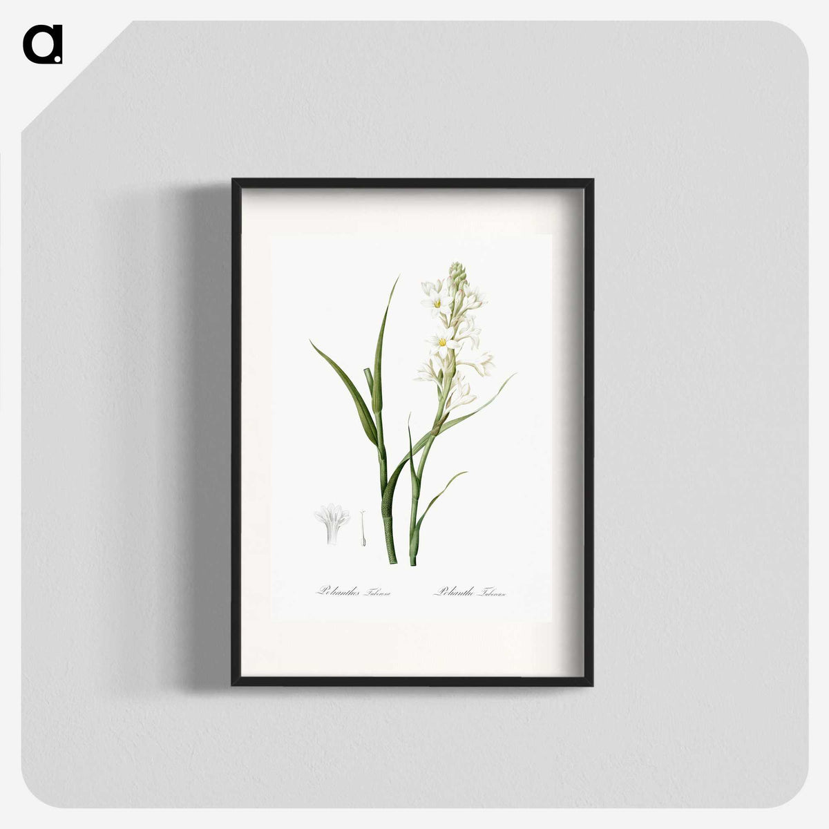 2-74_The-Lilies_blk