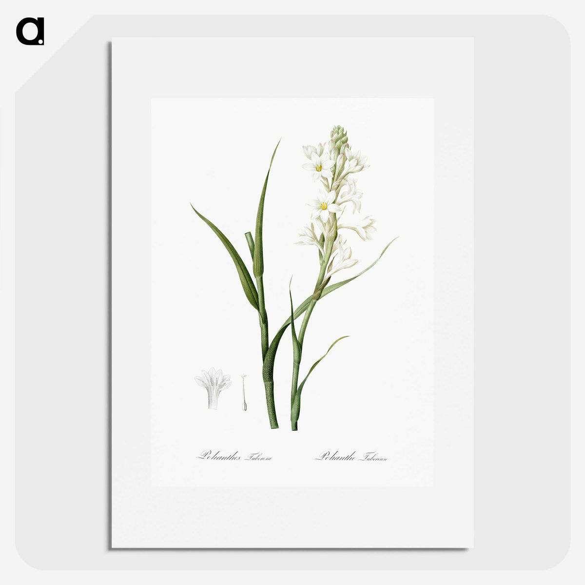 2-74_The-Lilies_picture