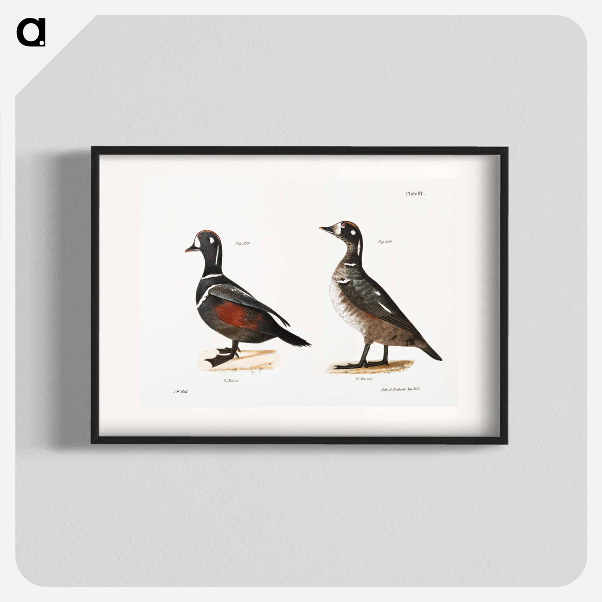 Harlequin Duck - New York Zoology Poster.