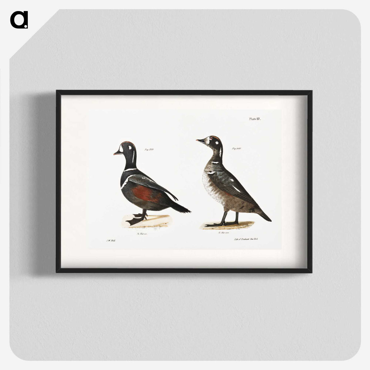 2-74_Zoology-of-New-York_blk