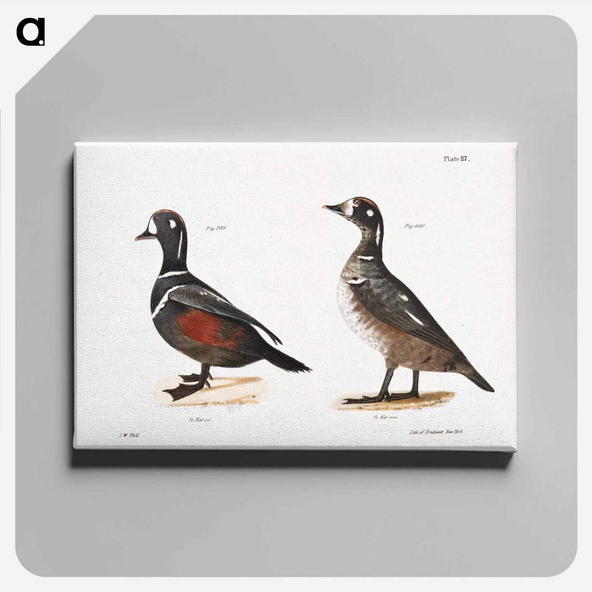 Harlequin Duck - New York Zoology Canvas.