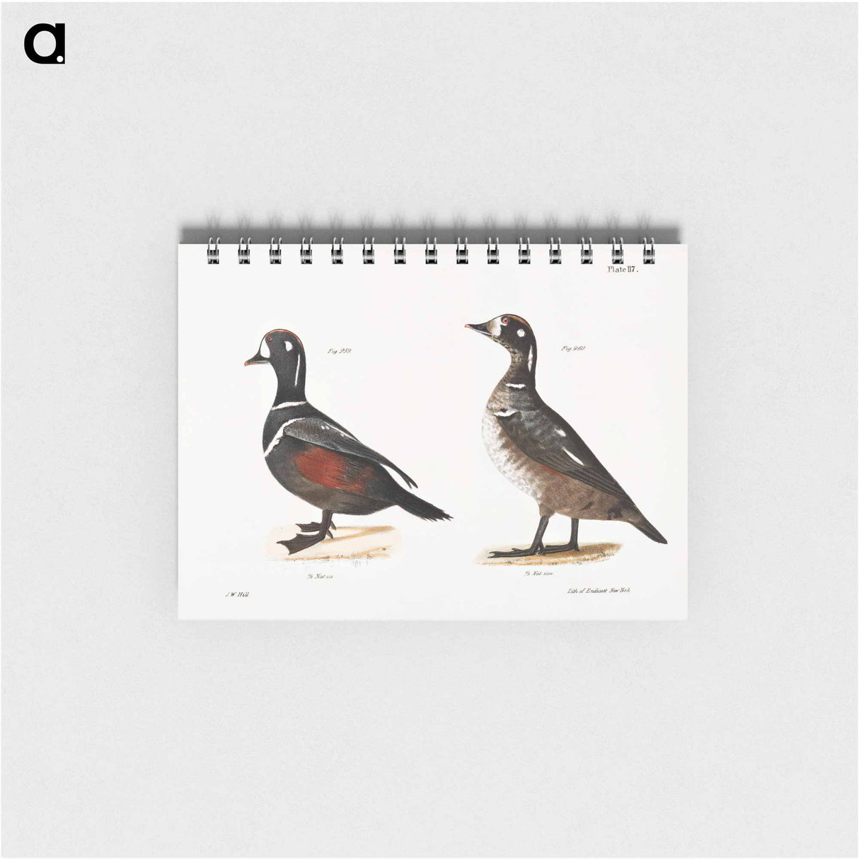 Harlequin Duck - ニューヨークの動物学 Memo.