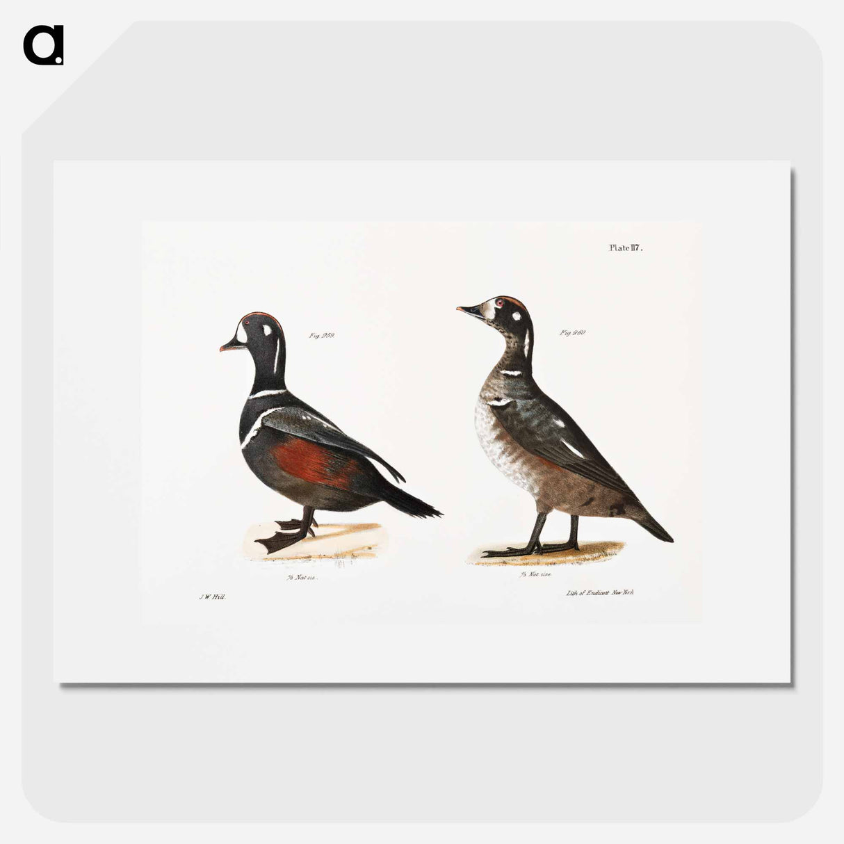 Harlequin Duck - New York Zoology Poster.