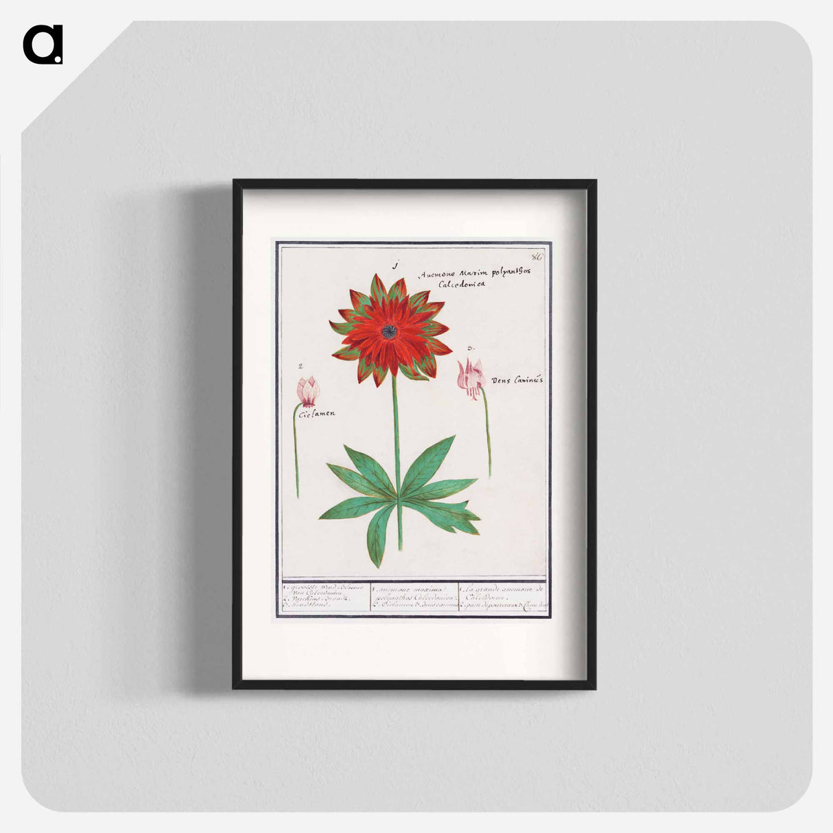 アートポスター-Anemone, Anemone - アンセルムス ボエティウス デ ブート Poster.