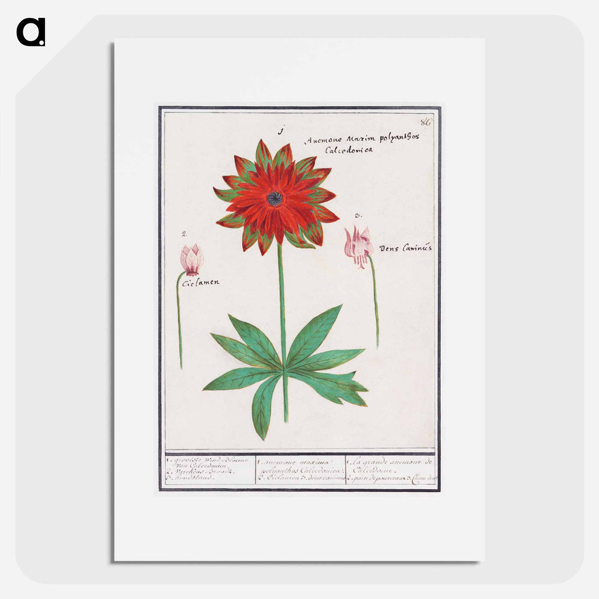 アートポスター-Anemone, Anemone - アンセルムス ボエティウス デ ブート Poster.