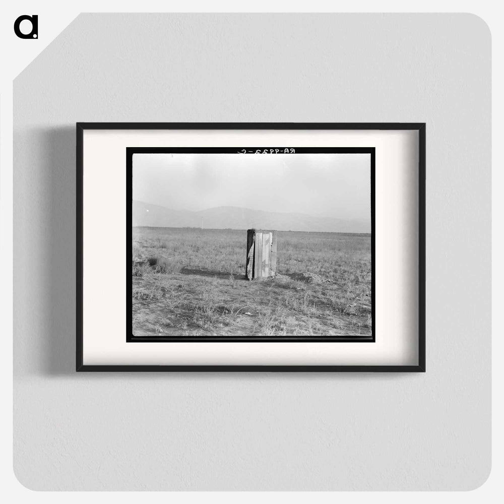 Single tobacco flower - Dorothea Lange Poster.