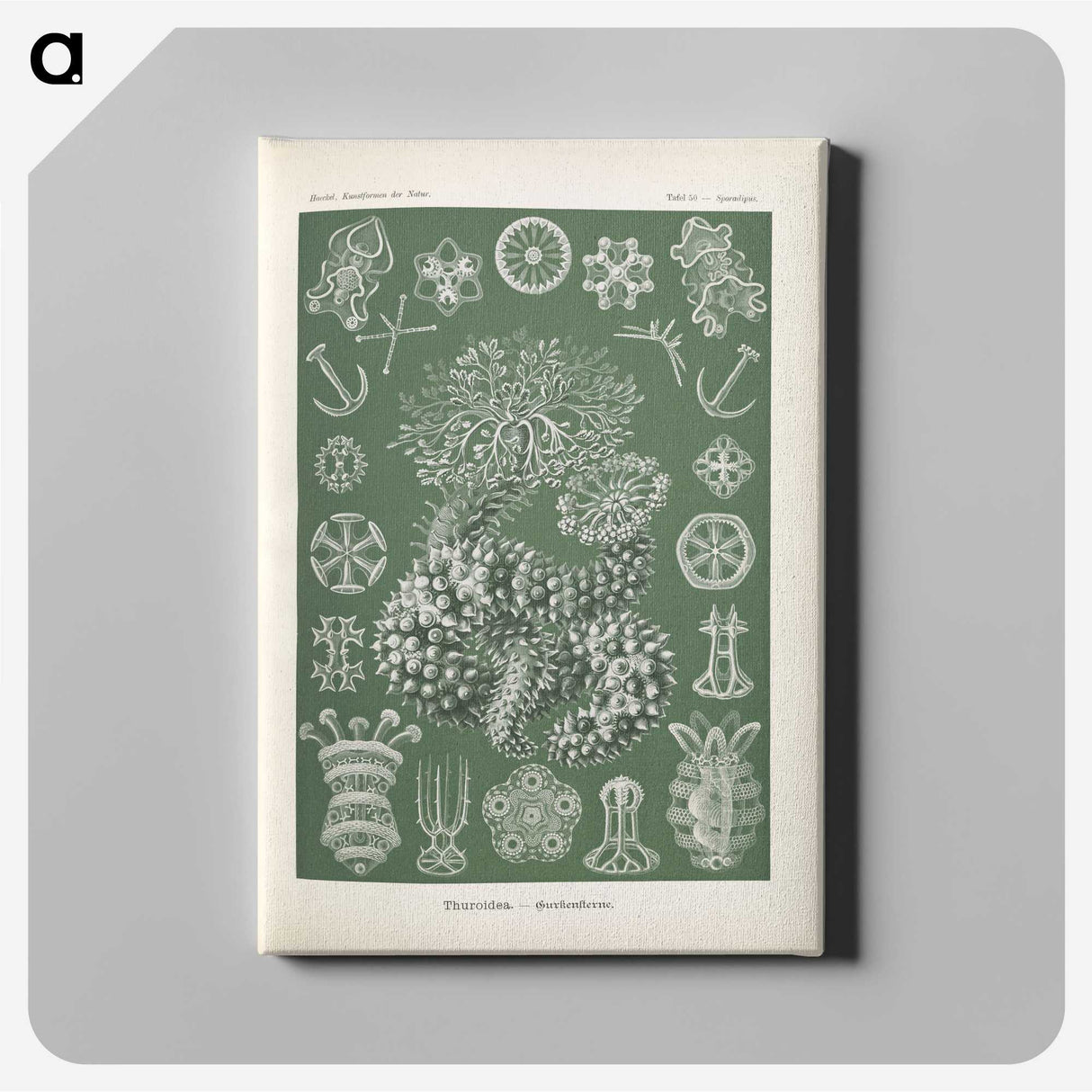 2-75_Ernst-Haeckel_canvas