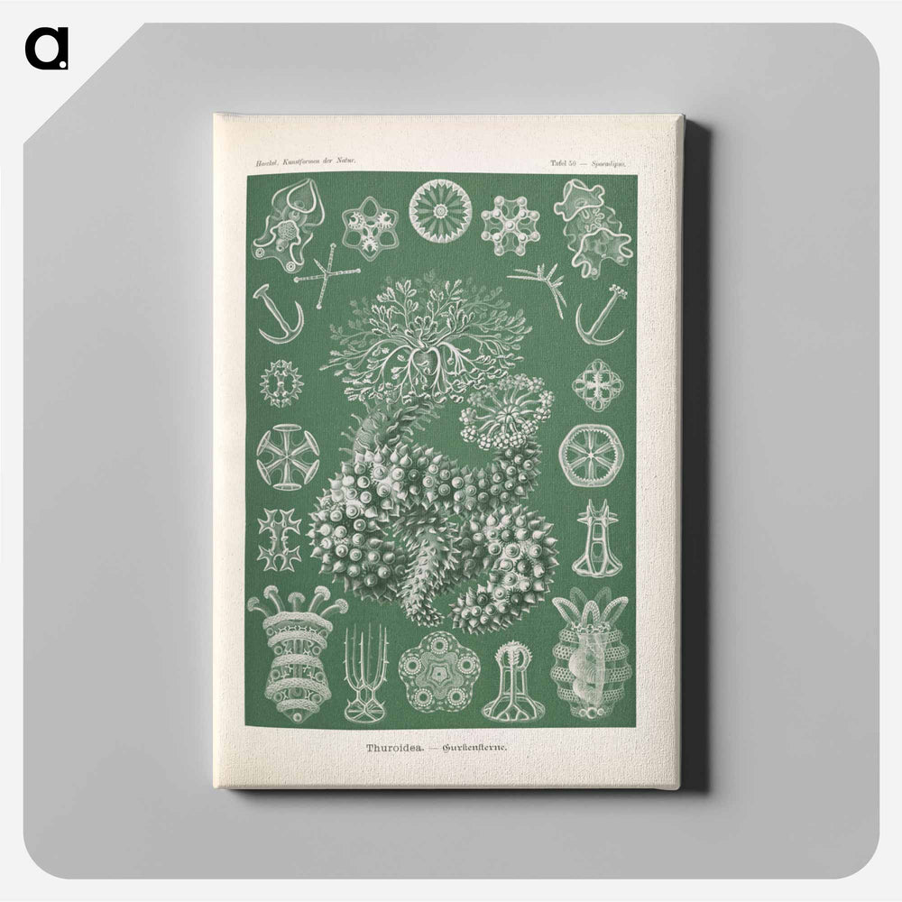 Marine life illustration - エルンスト ヘッケル Canvas.