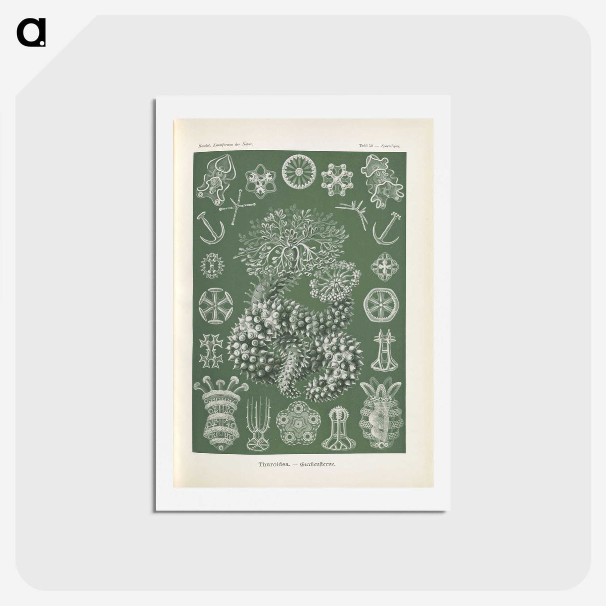 2-75_Ernst-Haeckel_hagaki