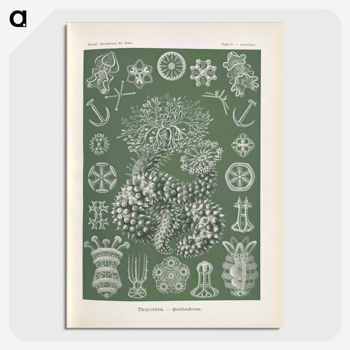 2-75_Ernst-Haeckel_picture-crop