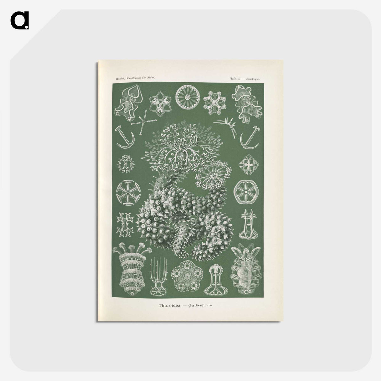 2-75_Ernst-Haeckel_postcard