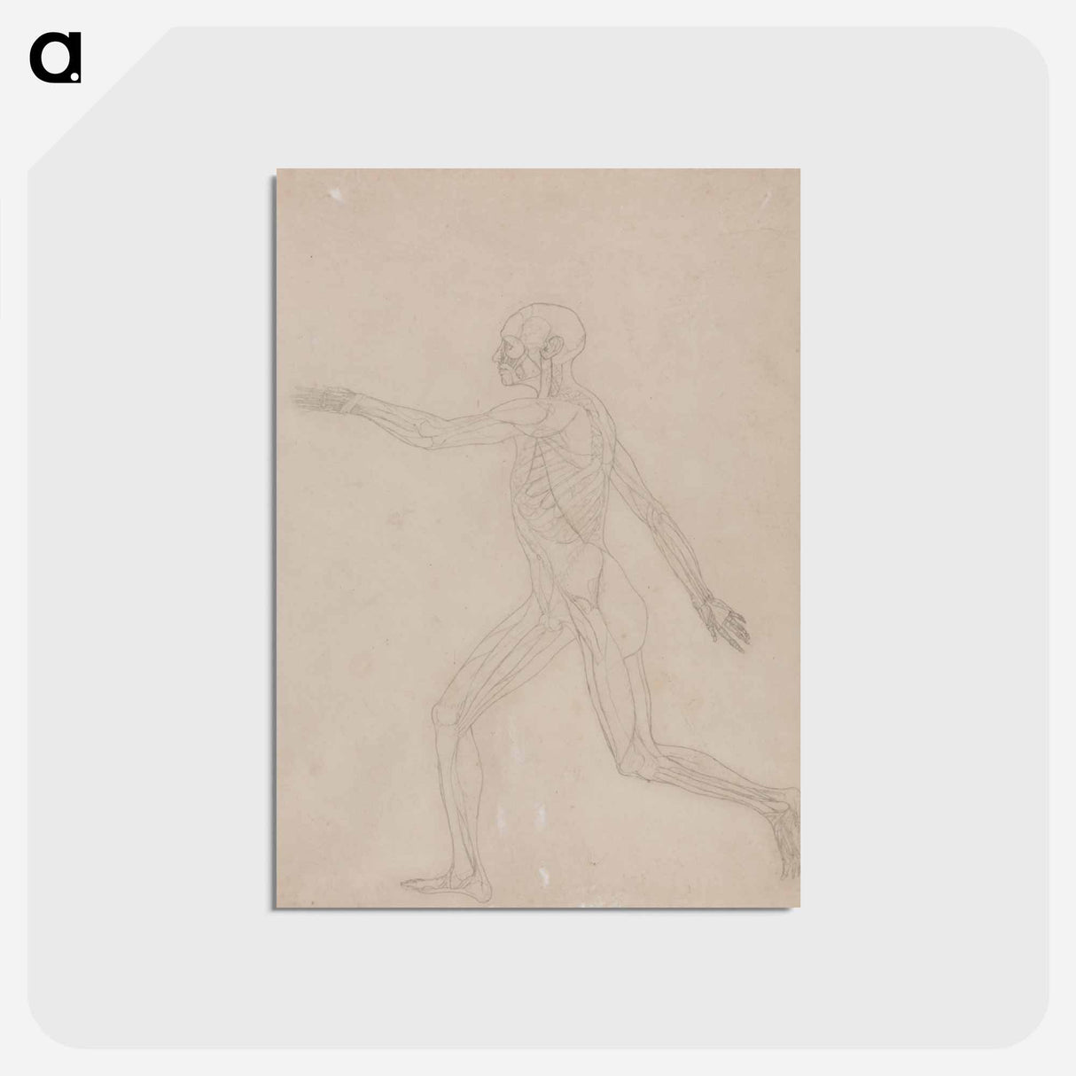 アートポストカード-Human Figure, Lateral View
- ジョージ スタッブス Postcard.