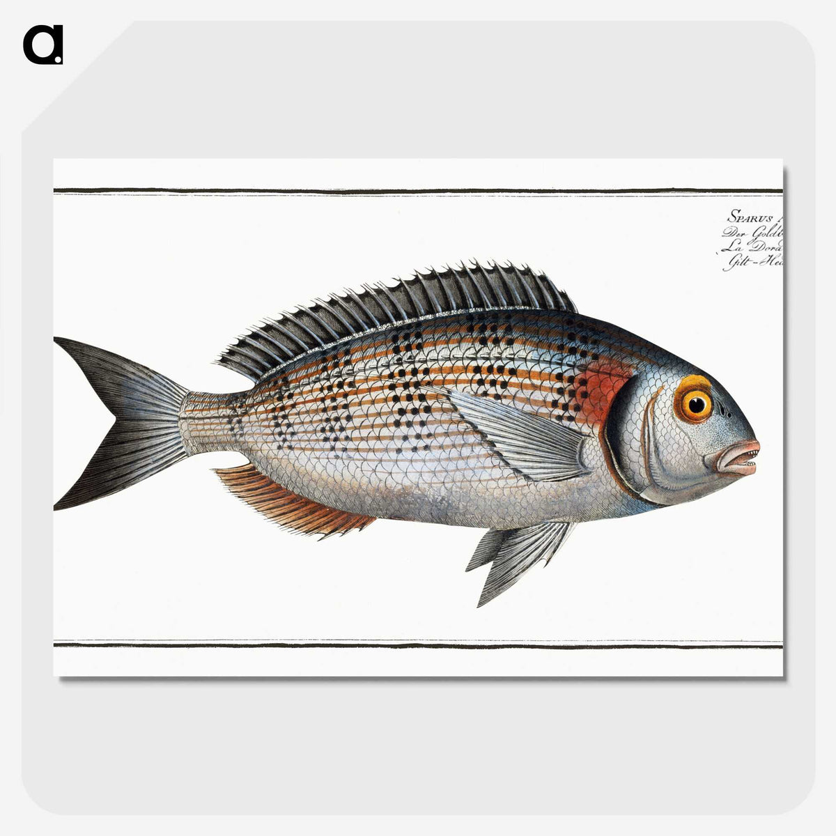 2-75_Ichtyologie-ou-Histoire-naturelle_picture-crop