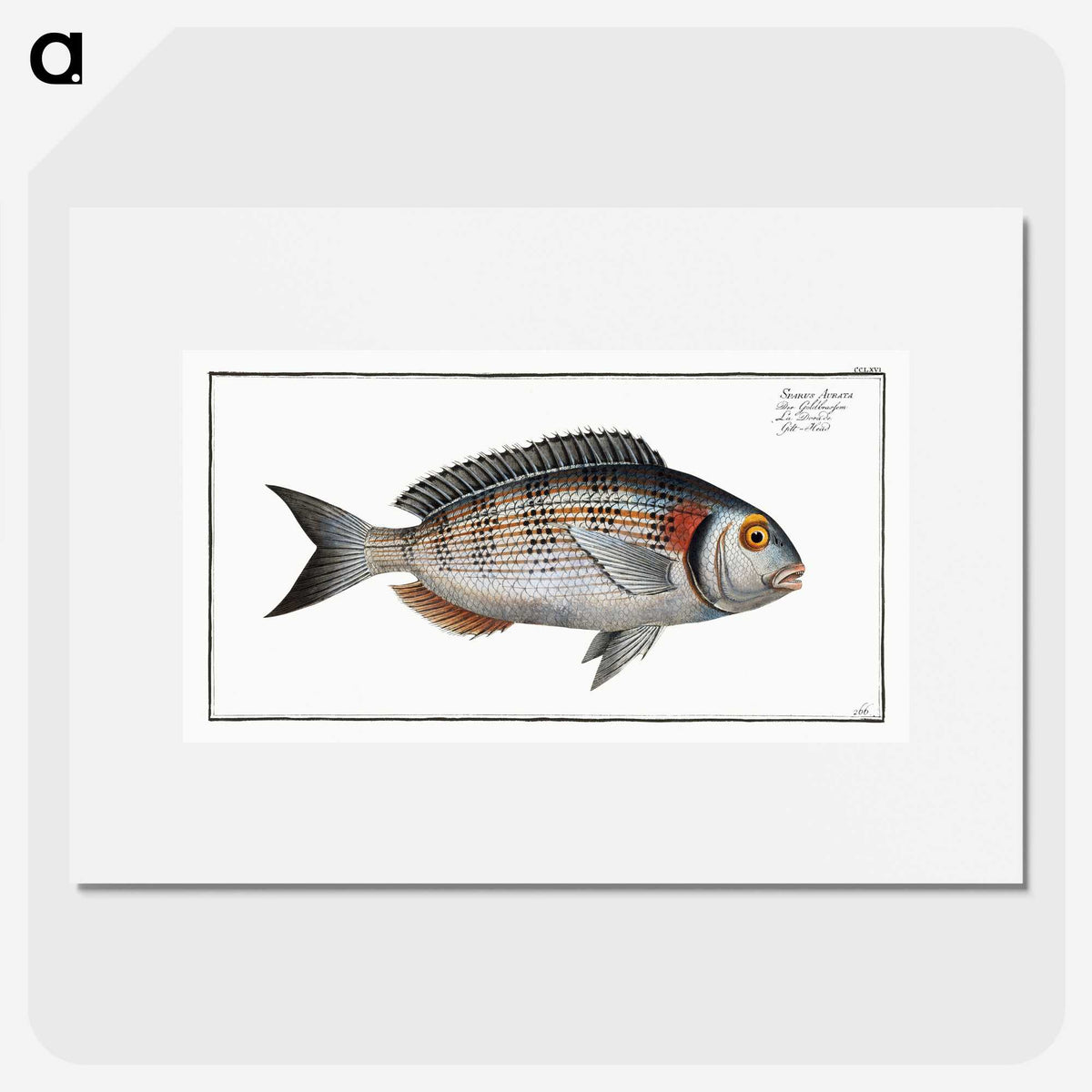 2-75_Ichtyologie-ou-Histoire-naturelle_picture