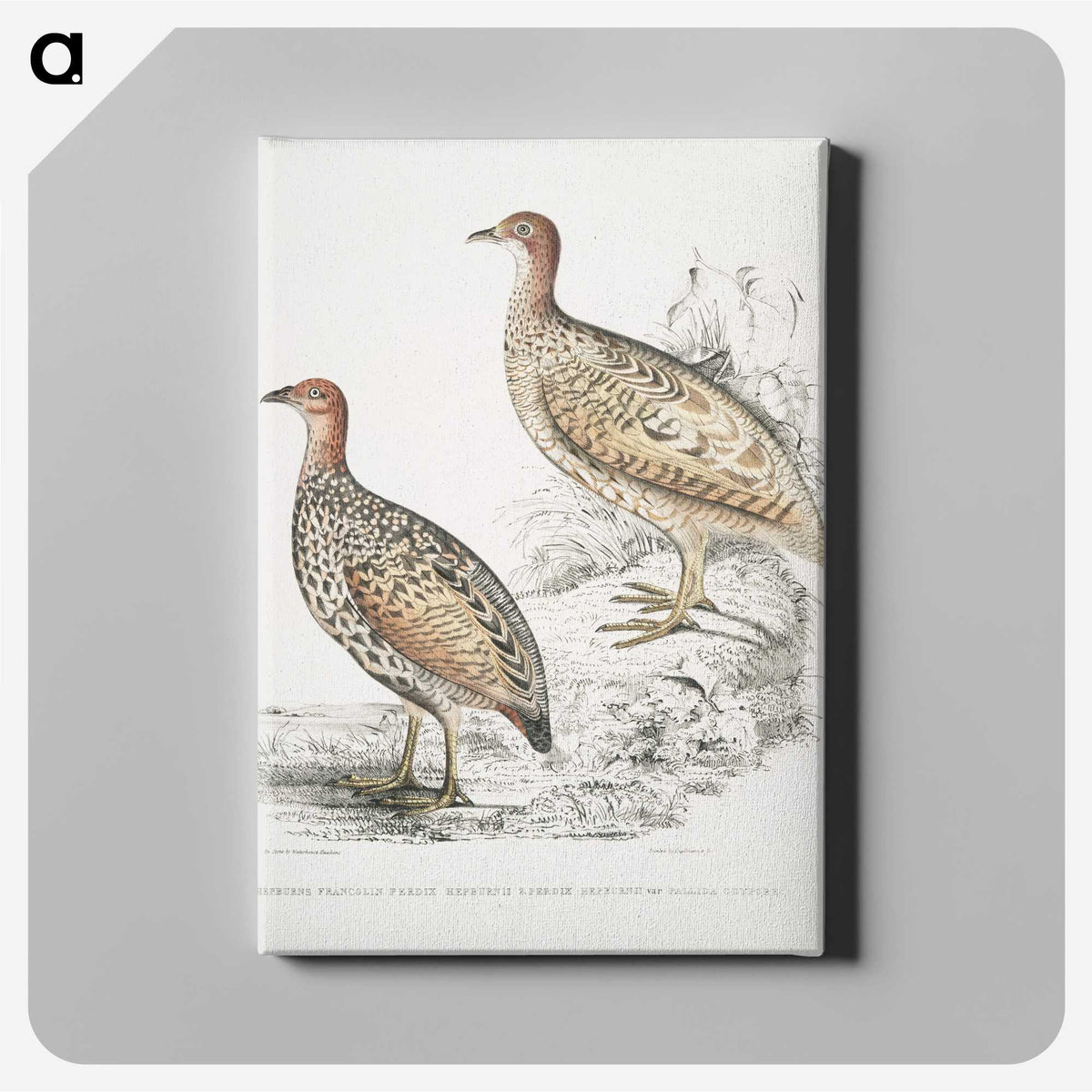 2-75_Indian-Zoology_canvas