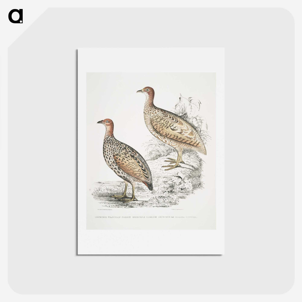 2-75_Indian-Zoology_hagaki