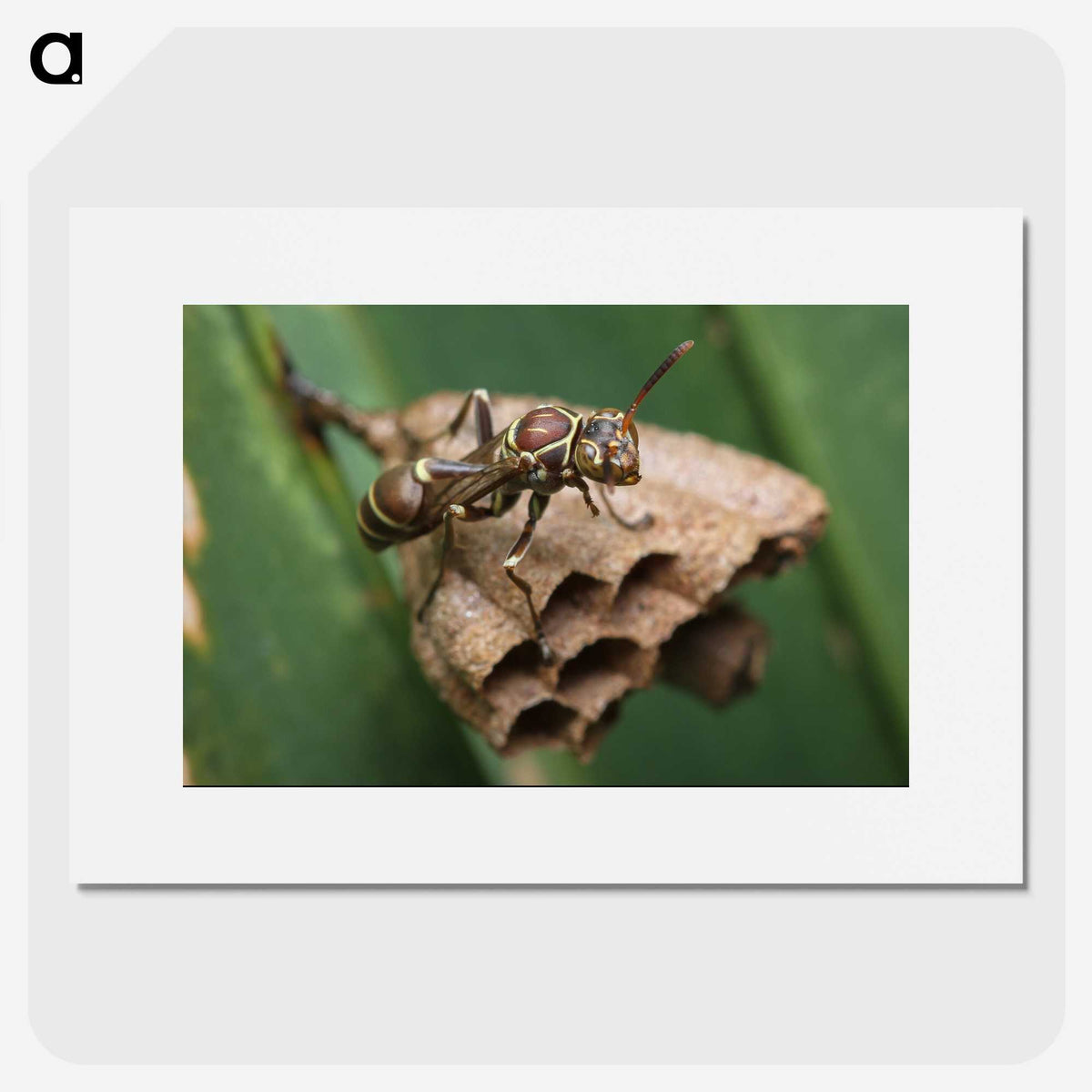 2-75_Insects-Unlocked-Project_picture