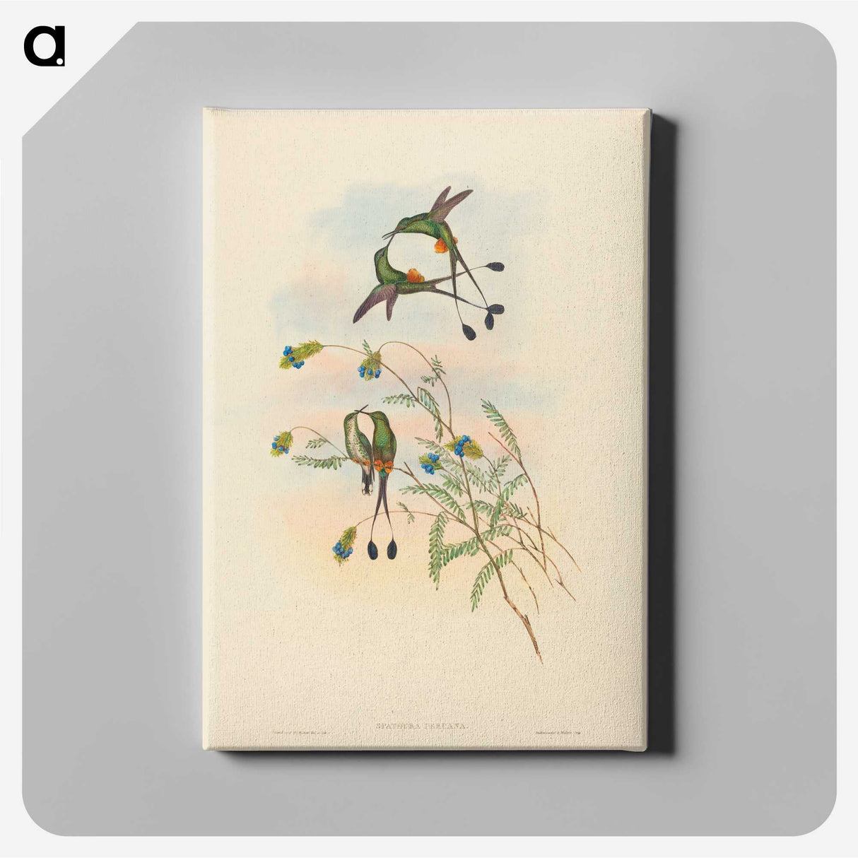 2-75_John-Gould_canvas