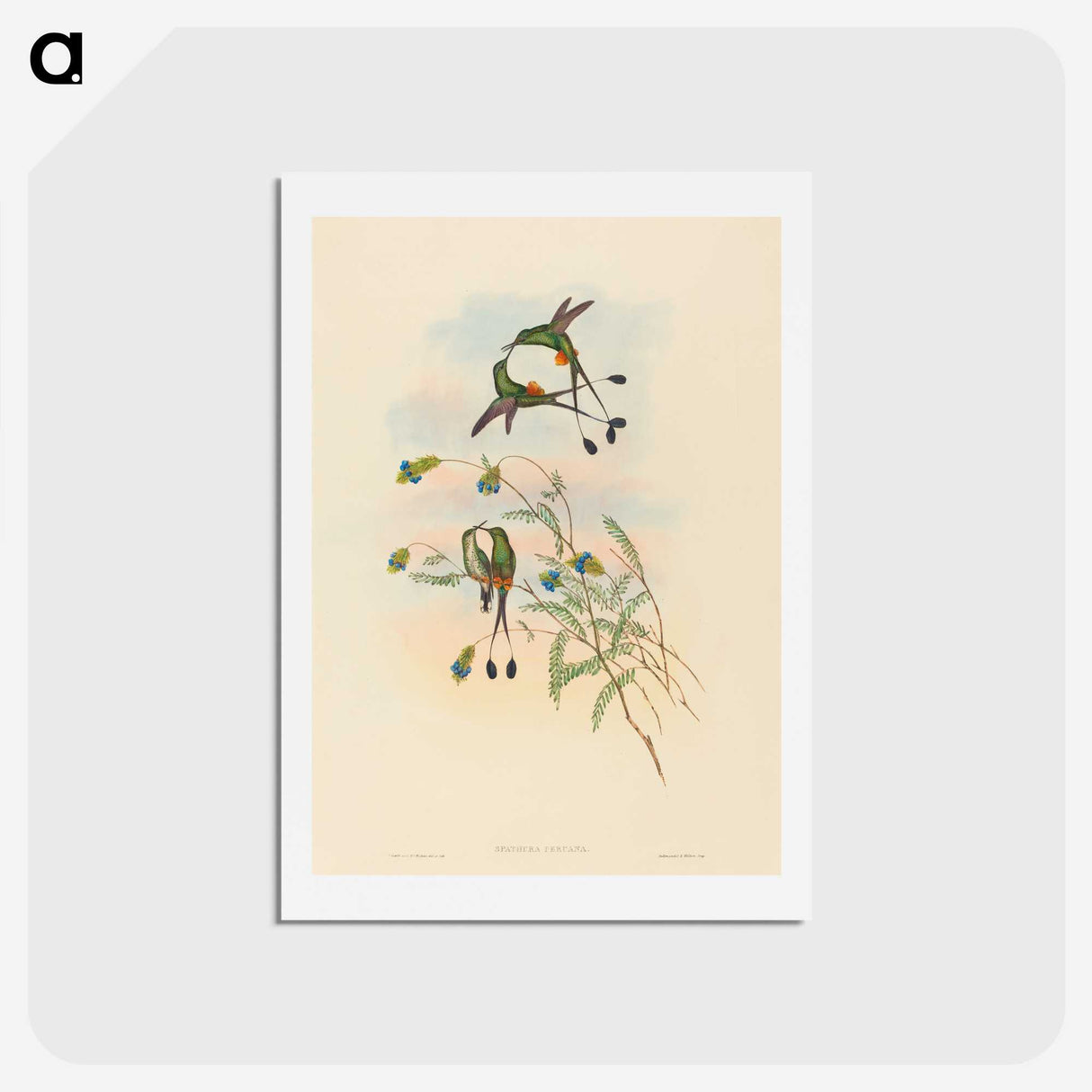 2-75_John-Gould_hagaki