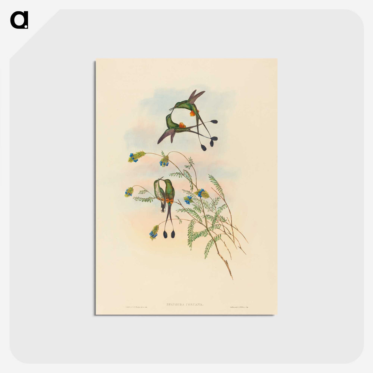 2-75_John-Gould_postcard