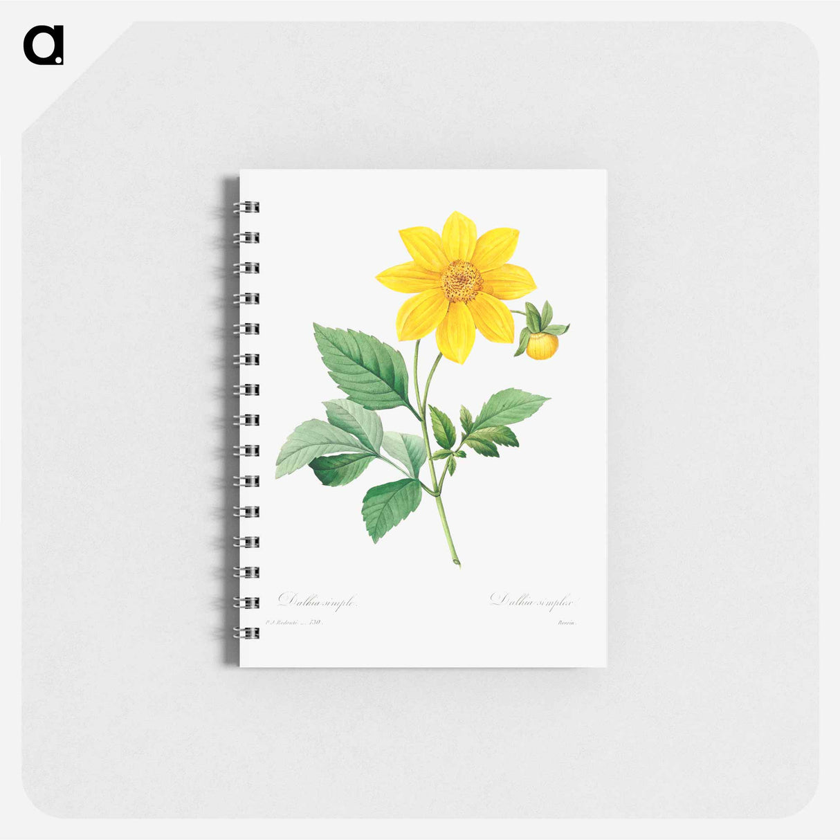 Dahlia - ピエール ジョゼフ ルドゥーテ Memo.