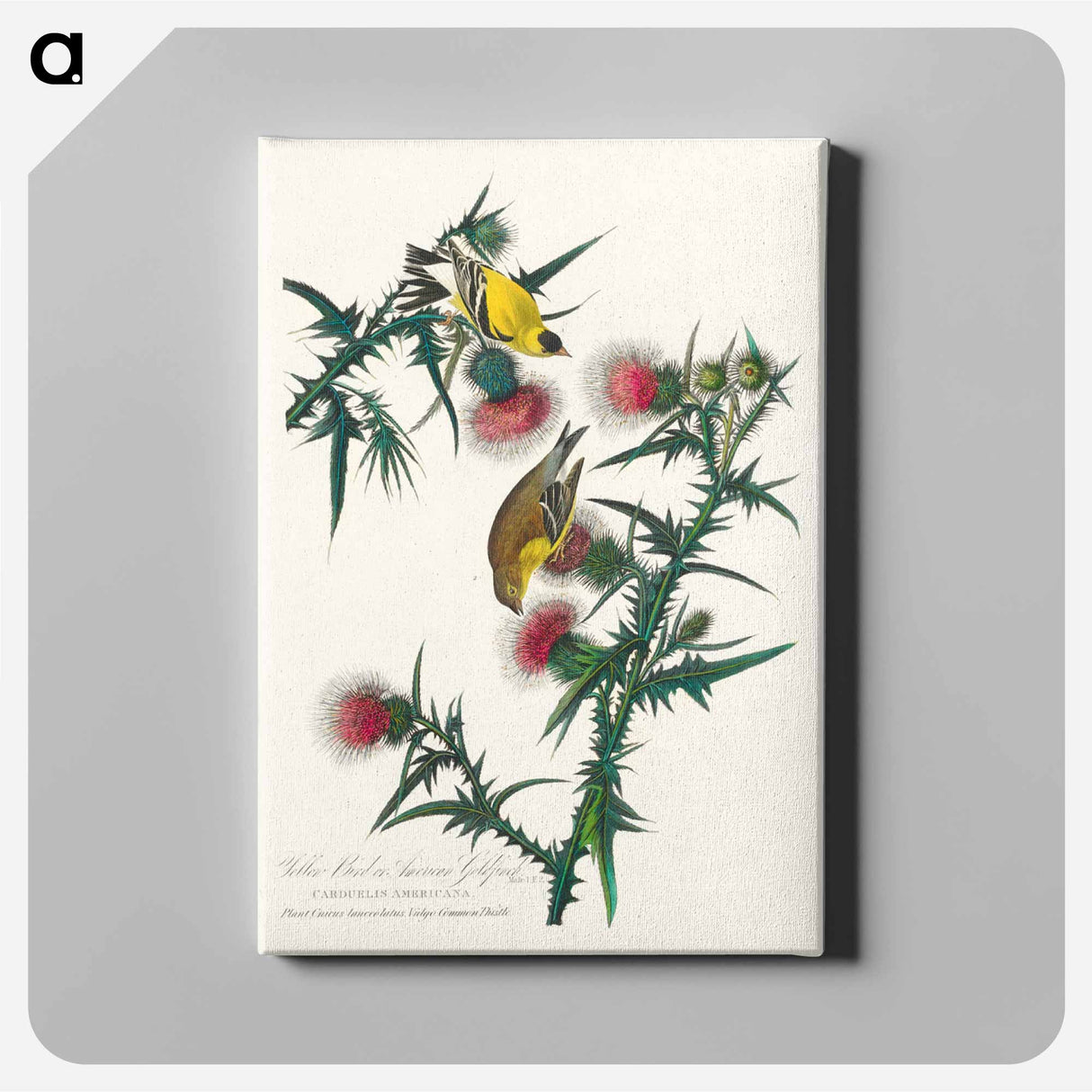 アートパネル-American Goldfinch from Birds of America
- アメリカの鳥たち Canvas.