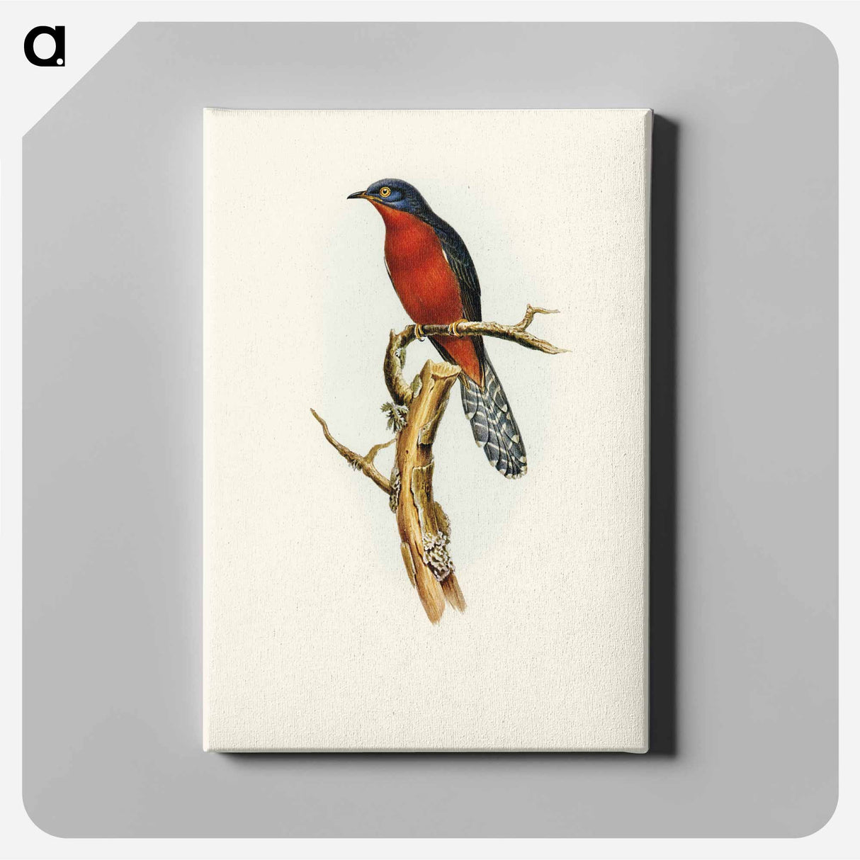 アートパネル-Chestnut-breasted Cuckoo
- オーストラリアの鳥 Canvas.