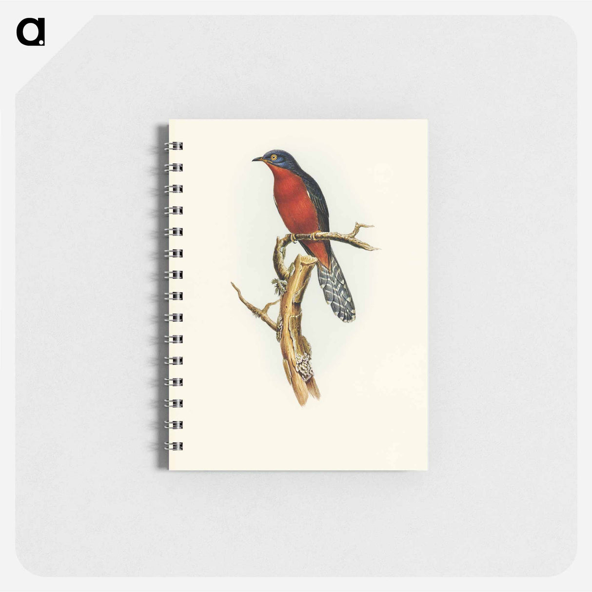 アートメモ帳-Chestnut-breasted Cuckoo
- オーストラリアの鳥 Memo.