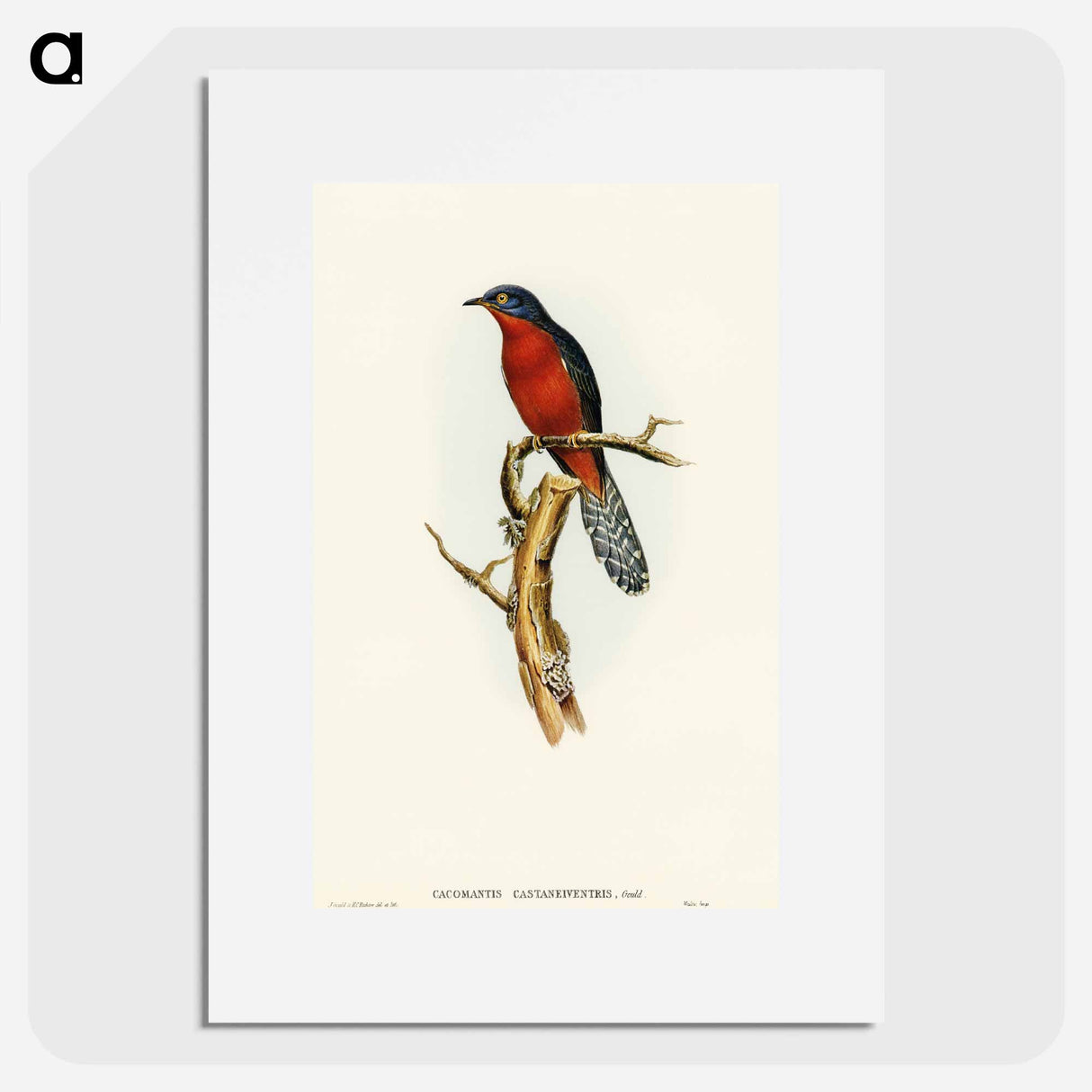 アートポスター-Chestnut-breasted Cuckoo
- オーストラリアの鳥 Poster.