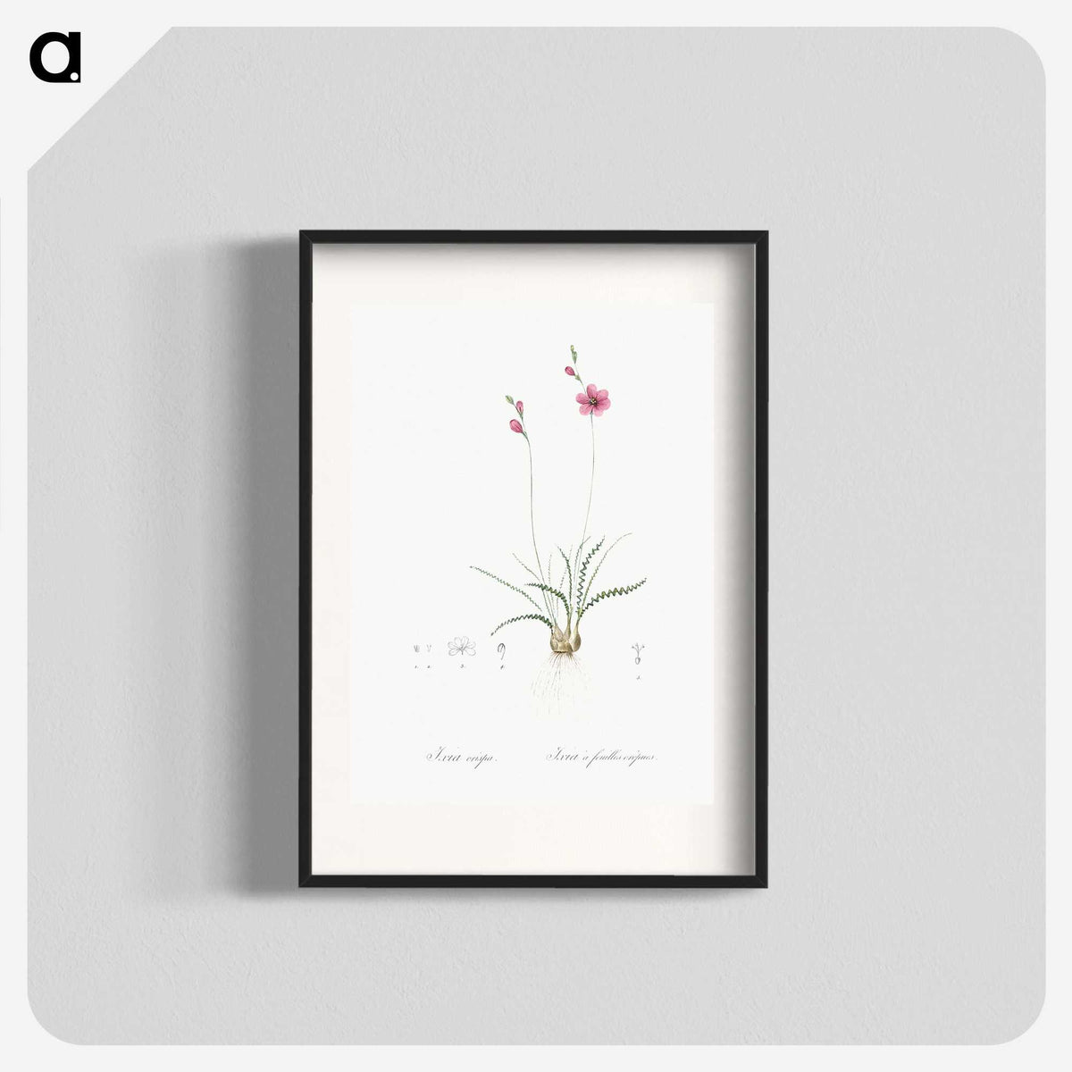2-75_The-Lilies_blk