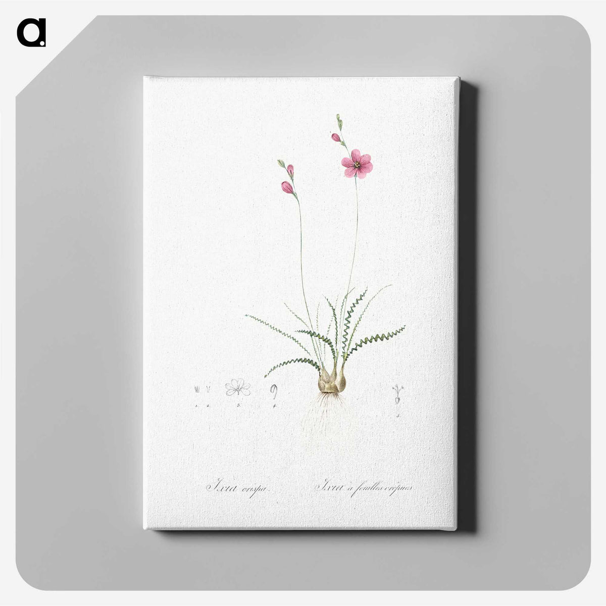 2-75_The-Lilies_canvas