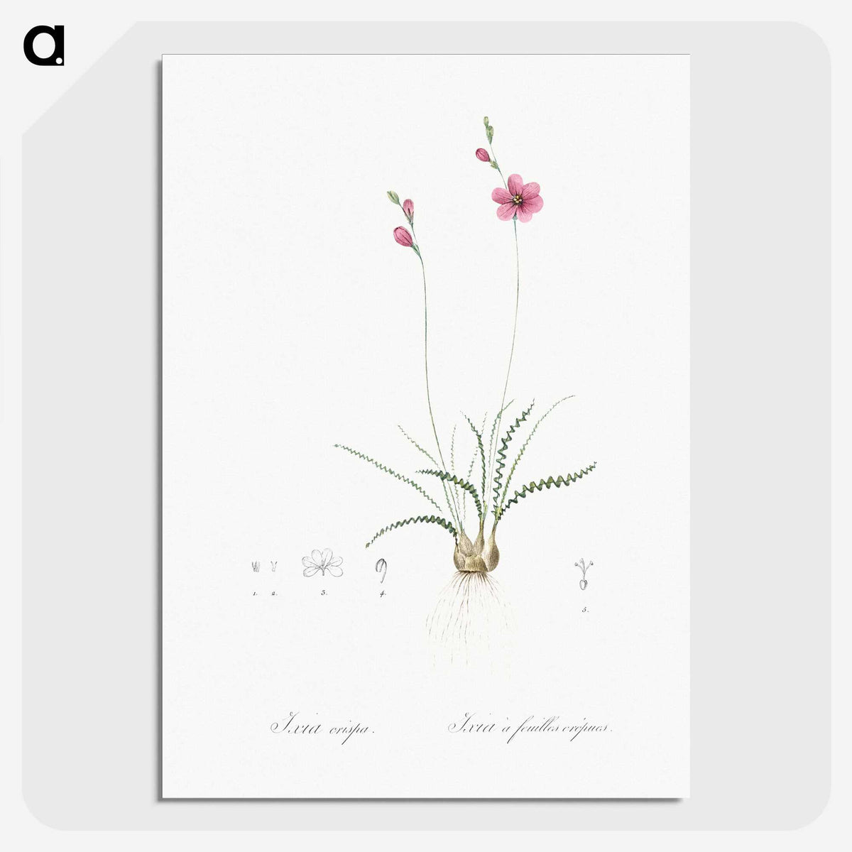 2-75_The-Lilies_picture-crop