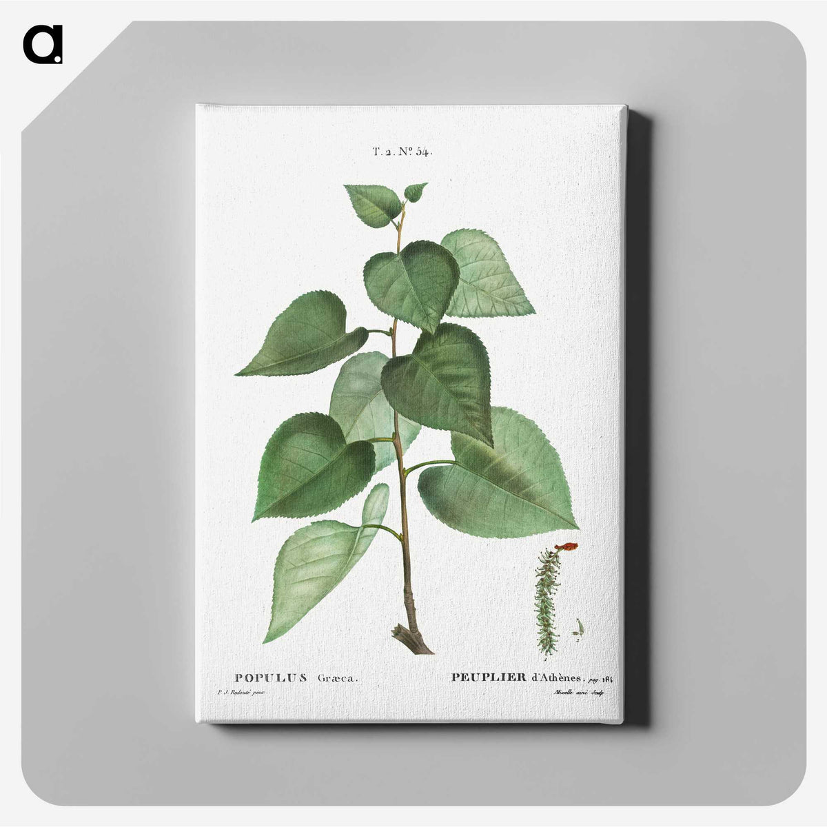 2-75_Treatise-on-Trees-and-Shrubs_canvas