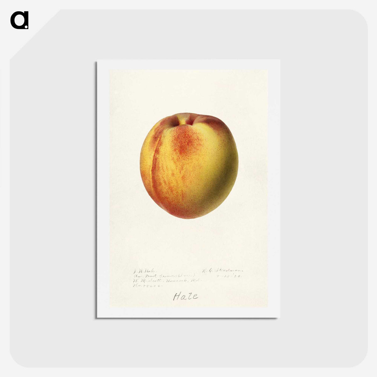 2-75_USDA-Watercolor-Fruit-Painting-Collection_hagaki