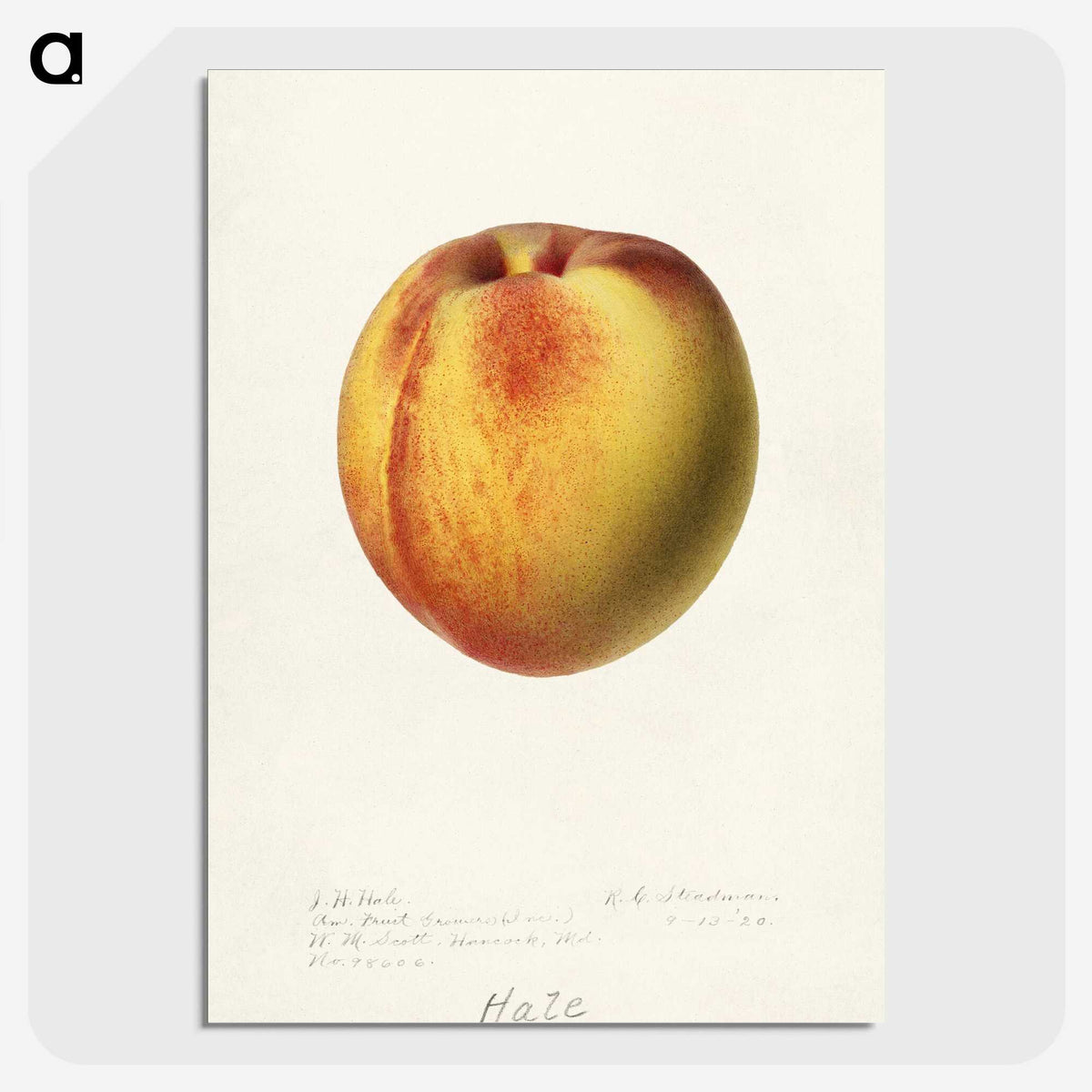 2-75_USDA-Watercolor-Fruit-Painting-Collection_picture-crop