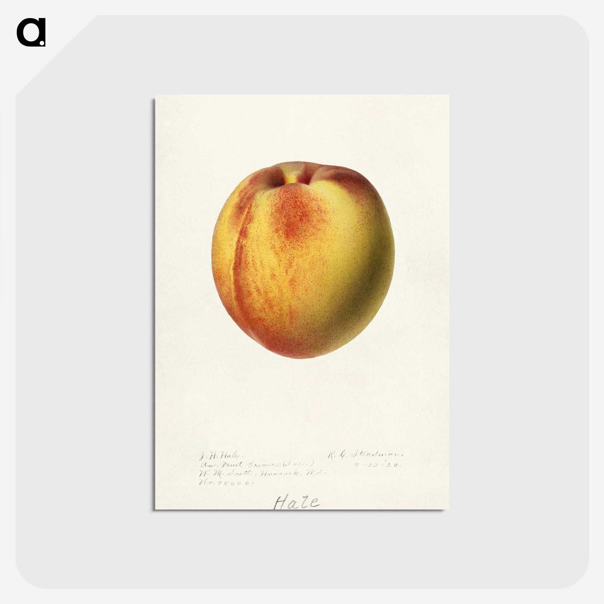 2-75_USDA-Watercolor-Fruit-Painting-Collection_postcard