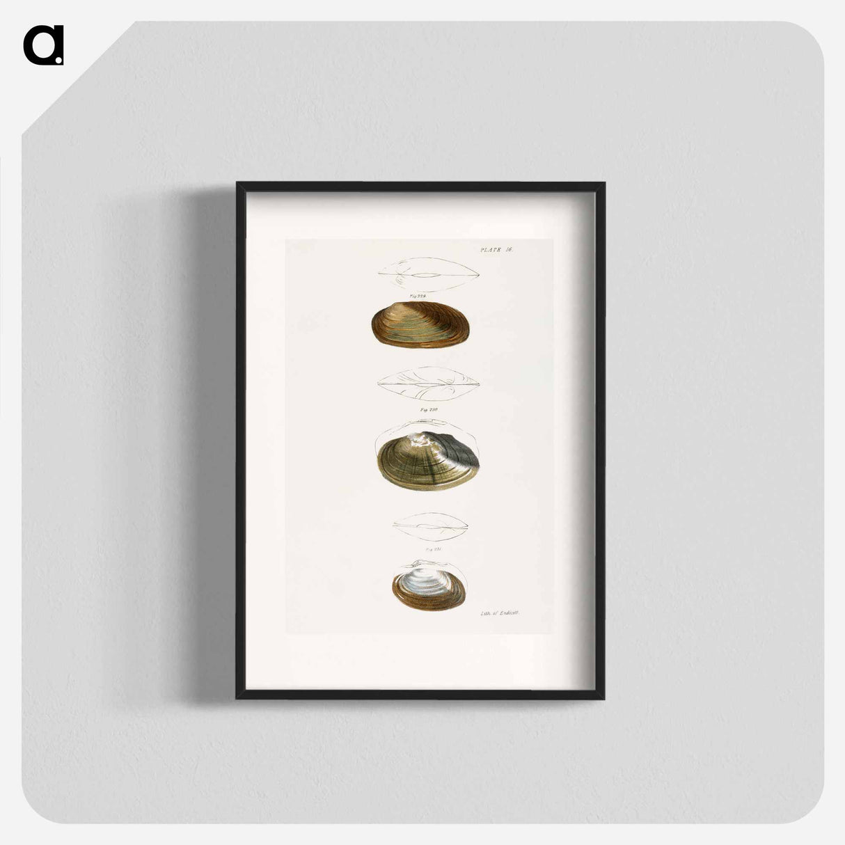 Anodon subcylindracea. Anodon ferussaciana. Anodon edentula. - ニューヨークの動物学 Poster.