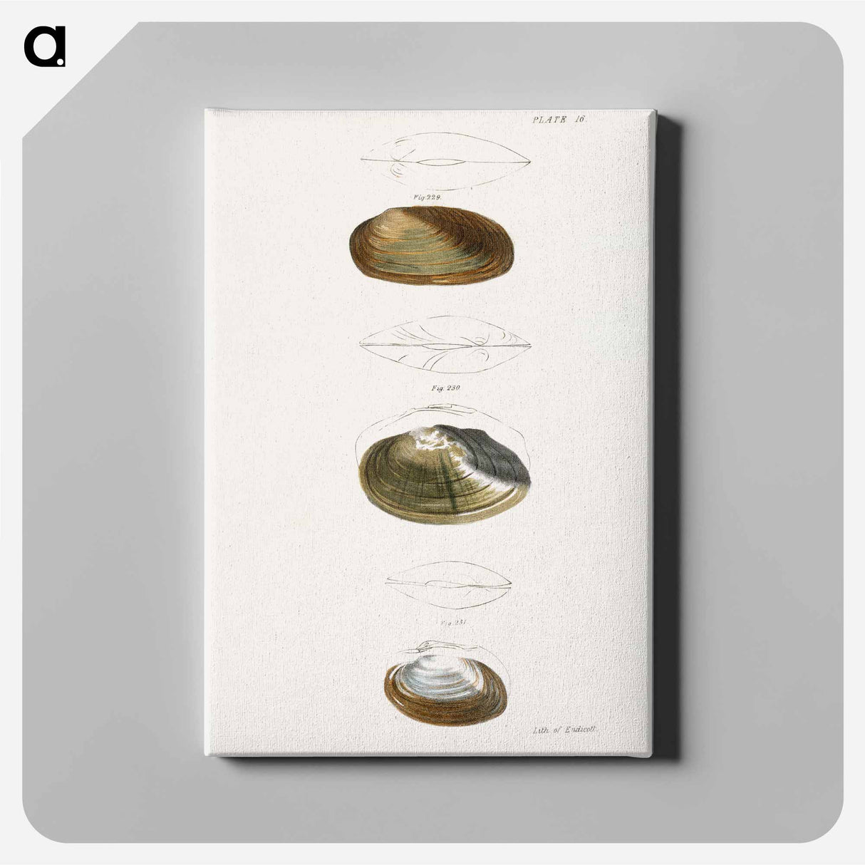 Anodon subcylindracea. Anodon ferussaciana. Anodon edentula. - ニューヨークの動物学 Canvas.