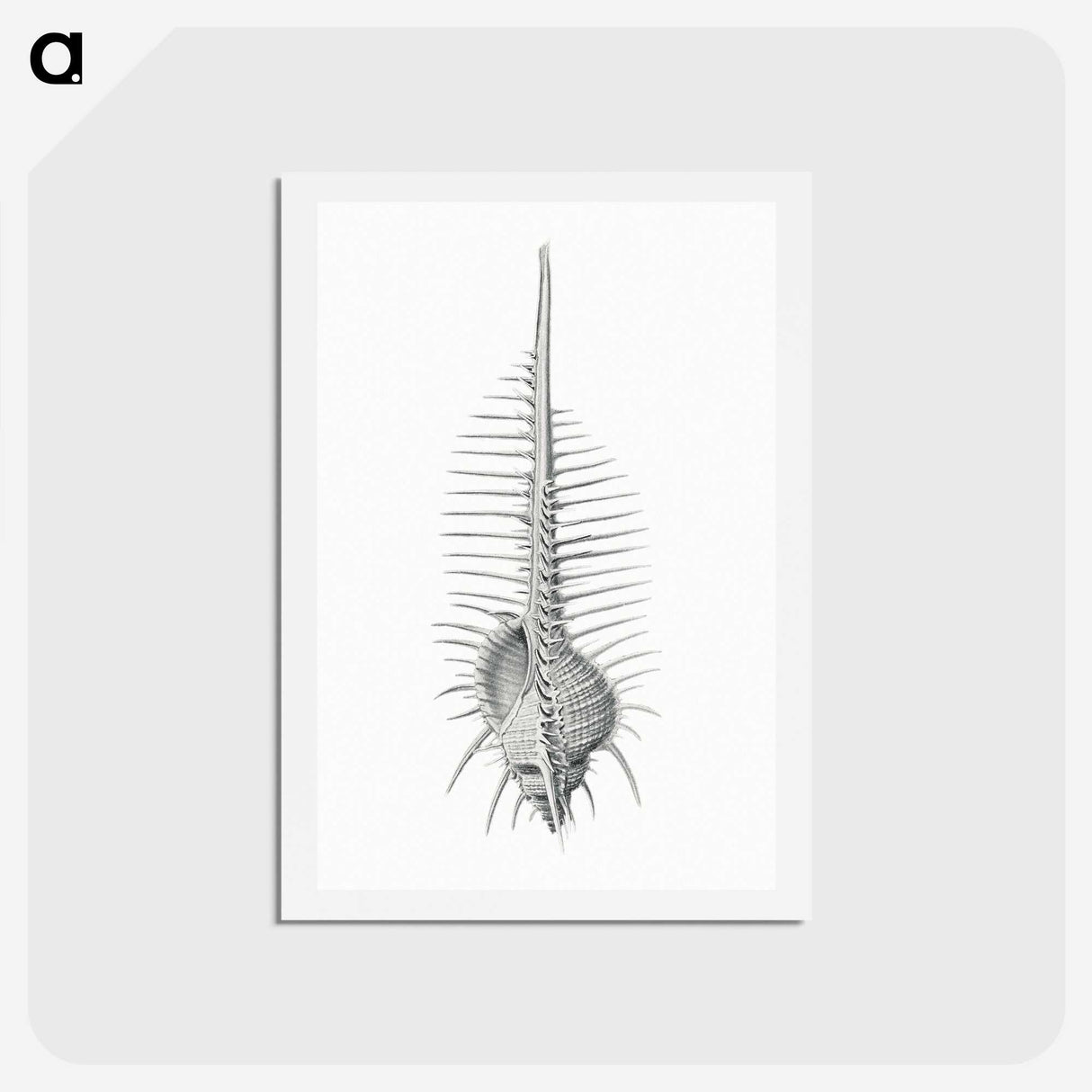 2-76_Ernst-Haeckel_hagaki