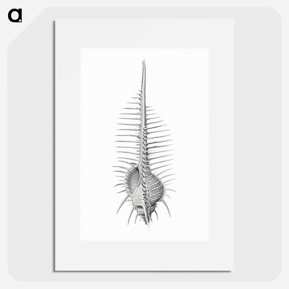 Vintage shell marine life illustration - エルンスト ヘッケル Poster.
