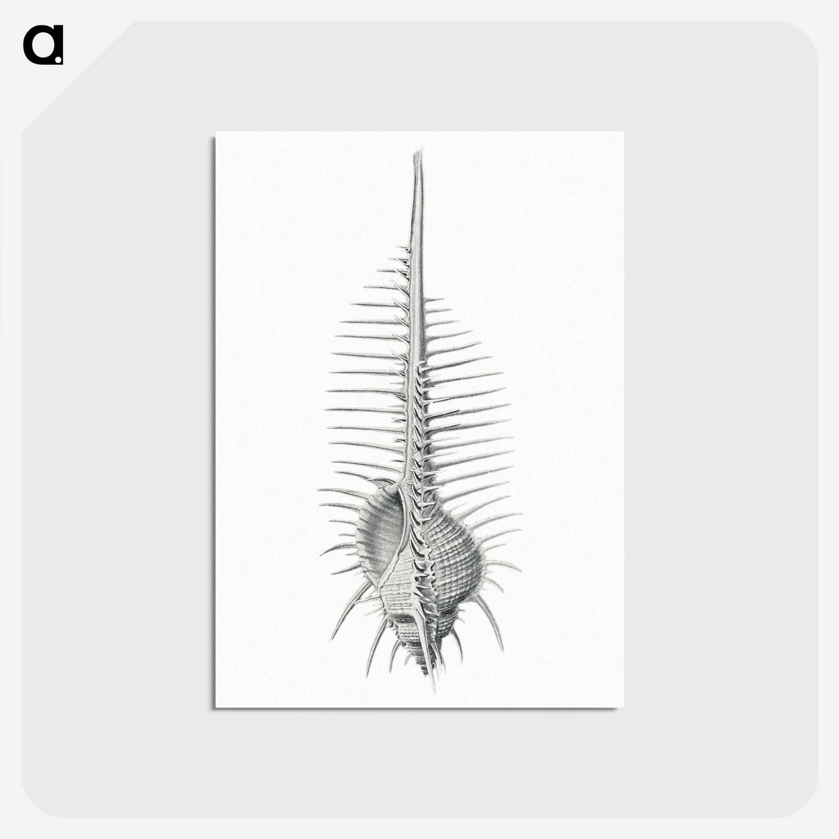 2-76_Ernst-Haeckel_postcard