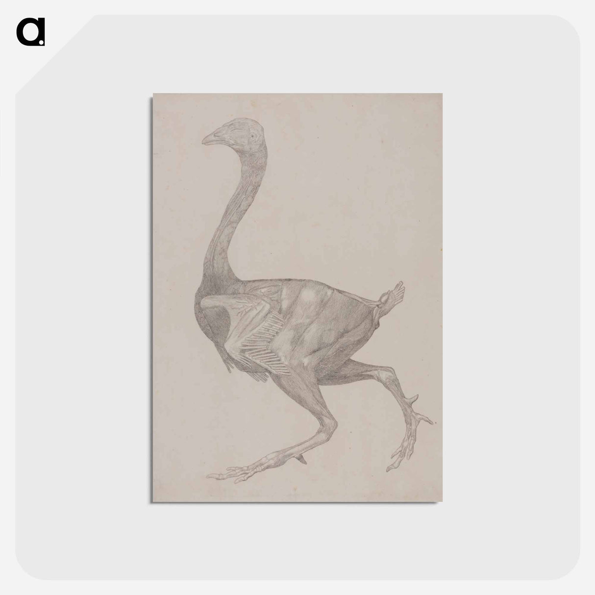 アートポストカード-Fowl Body, Lateral View
- ジョージ スタッブス Postcard.
