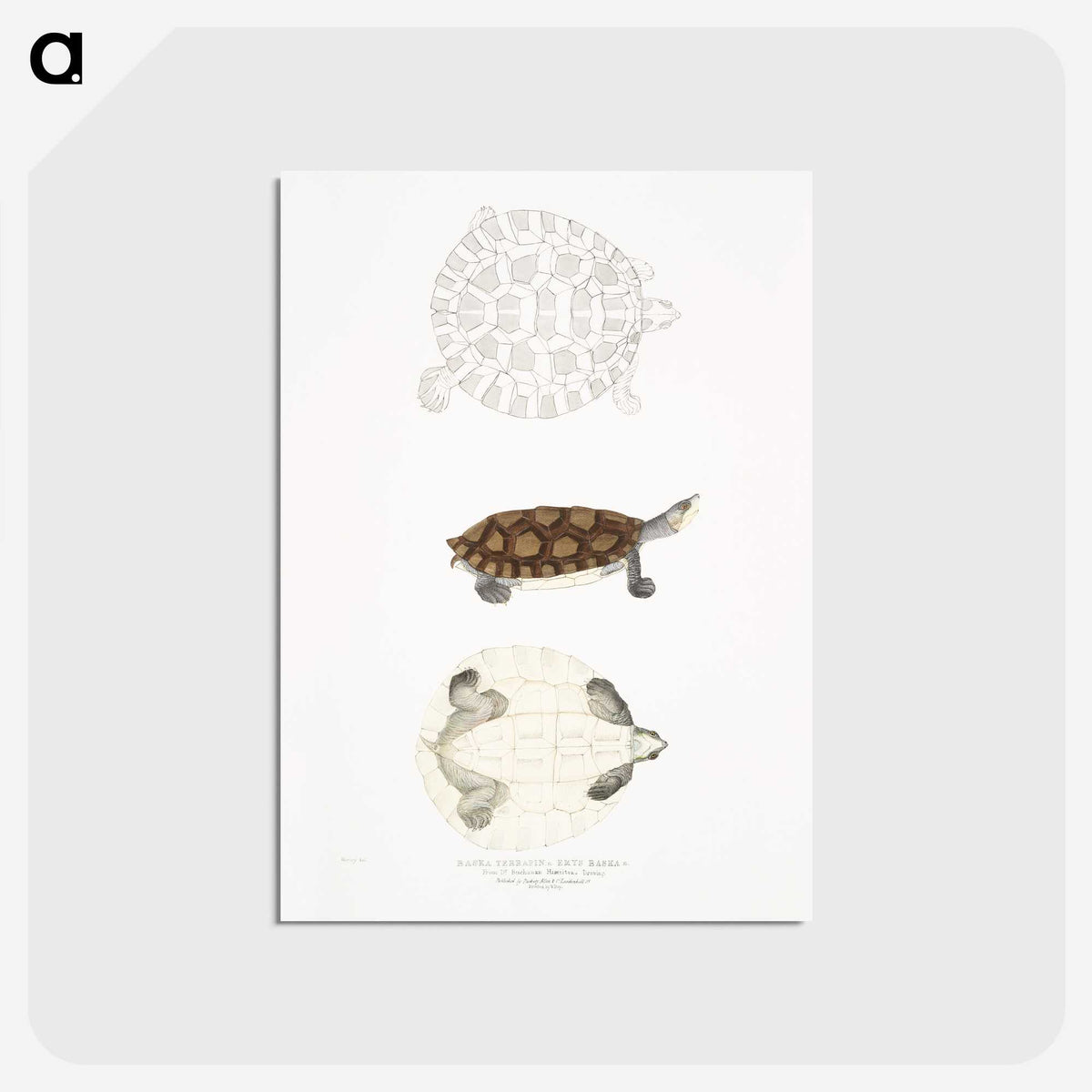 2-76_Indian-Zoology_postcard