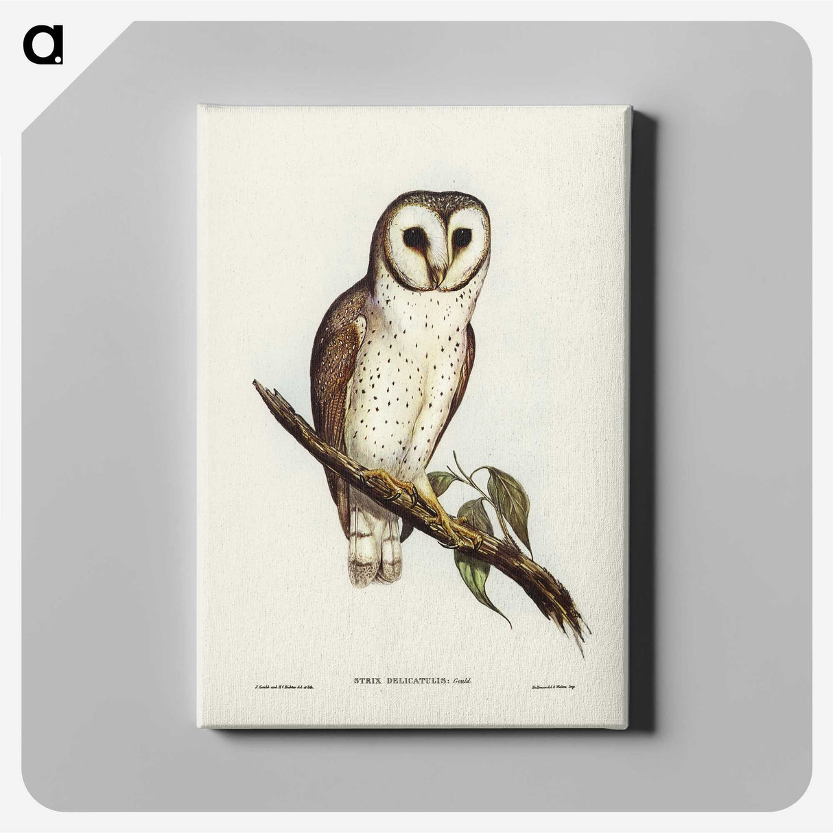 2-76_John-Gould_canvas