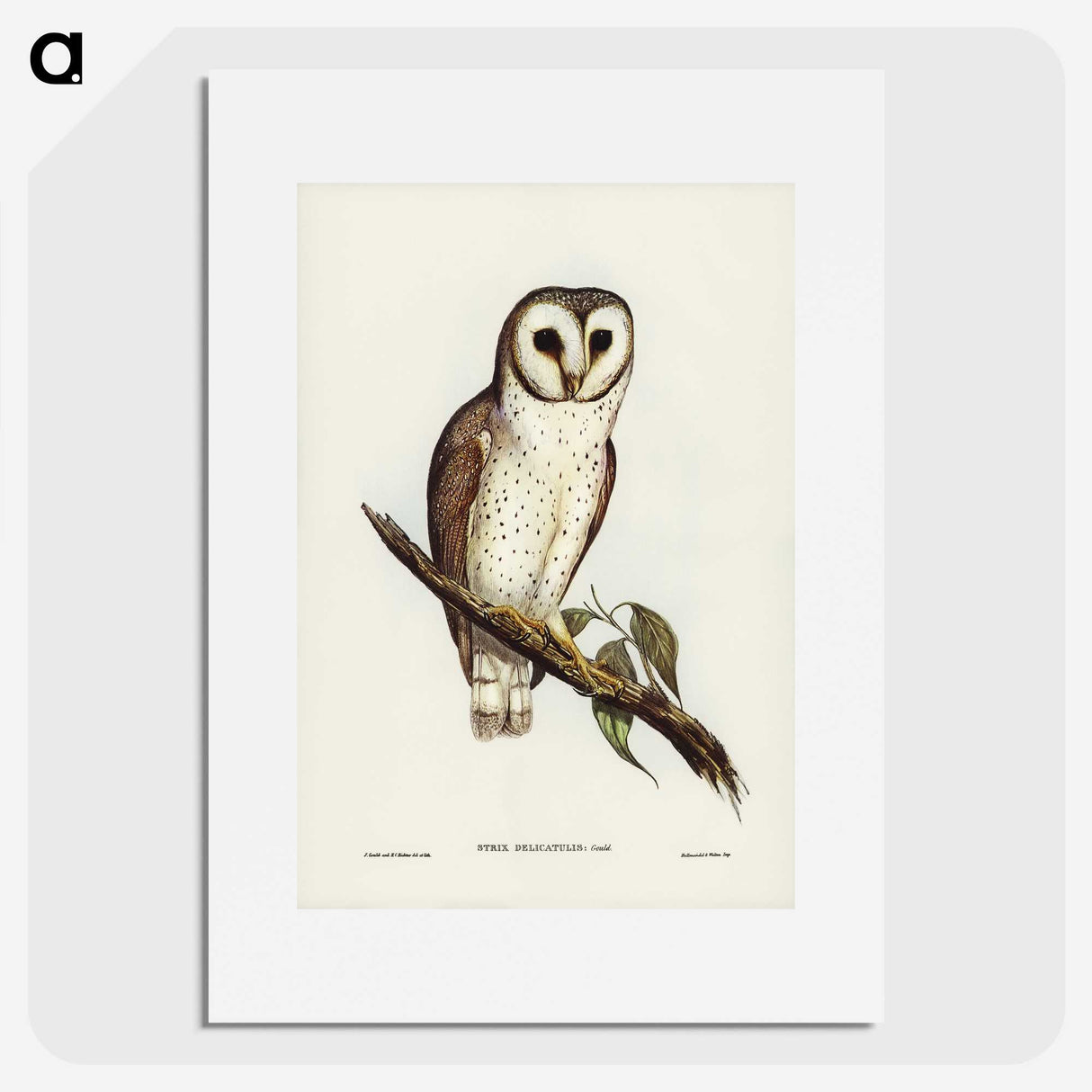 2-76_John-Gould_picture