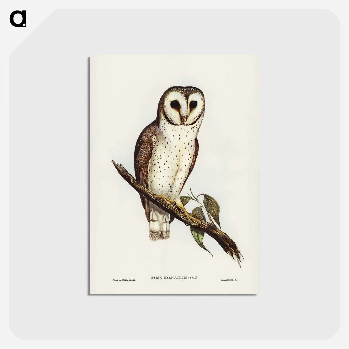 2-76_John-Gould_postcard