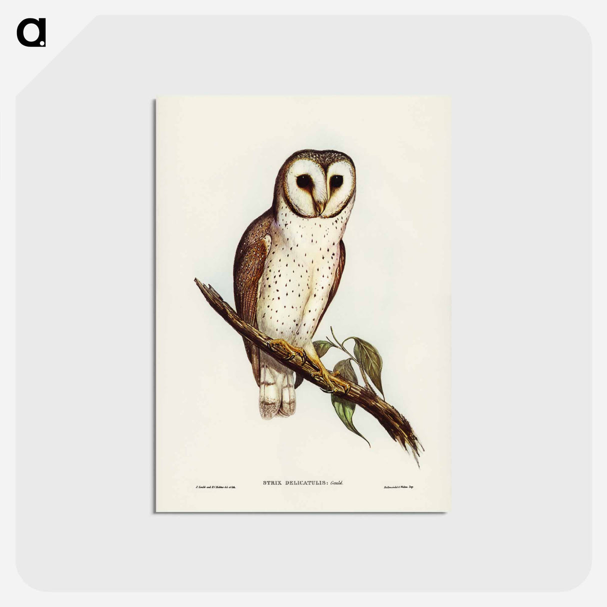 アートポストカード-Delicate Owl
- ジョン グールド Postcard.