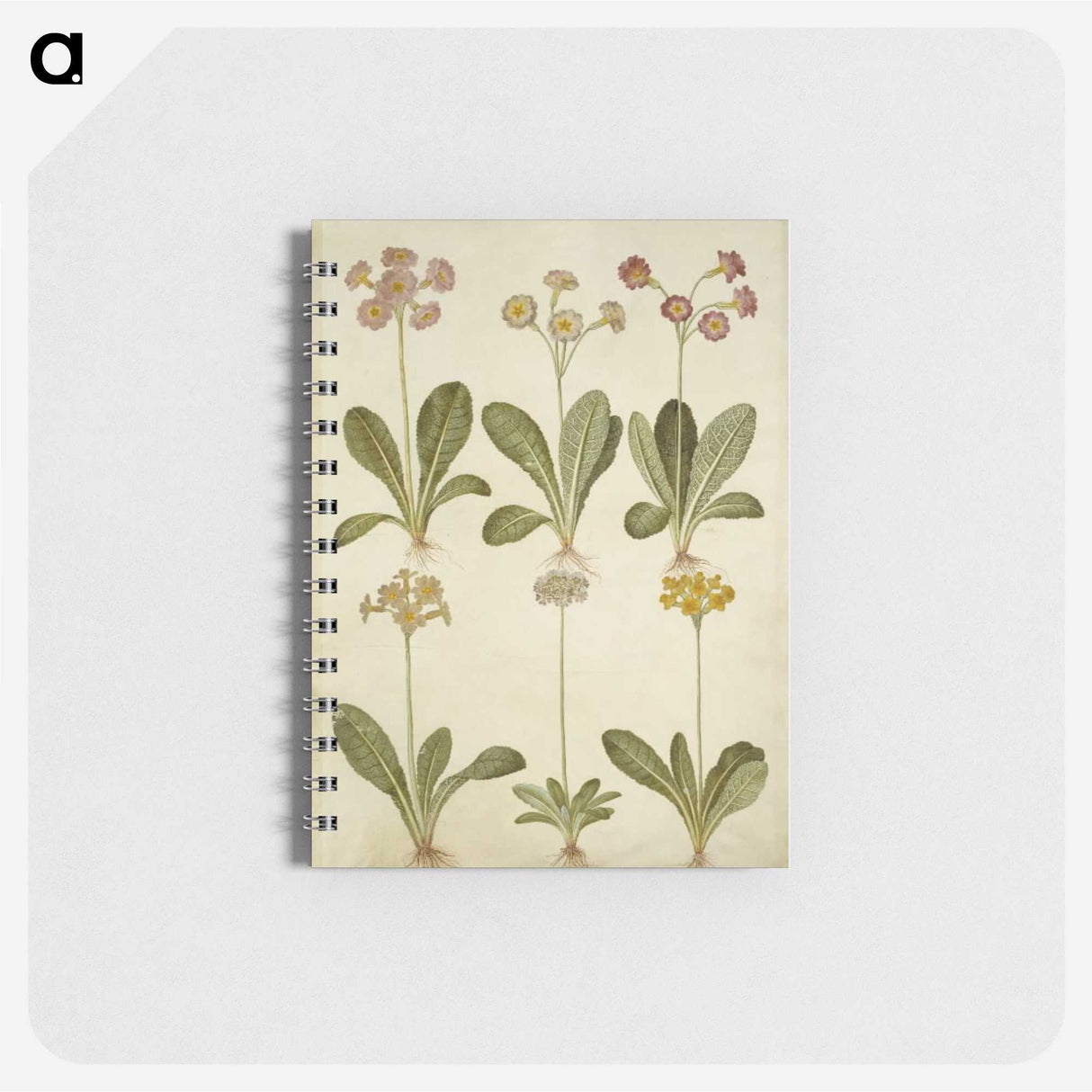 2-76_Maria-Sibylla-Merian_memo