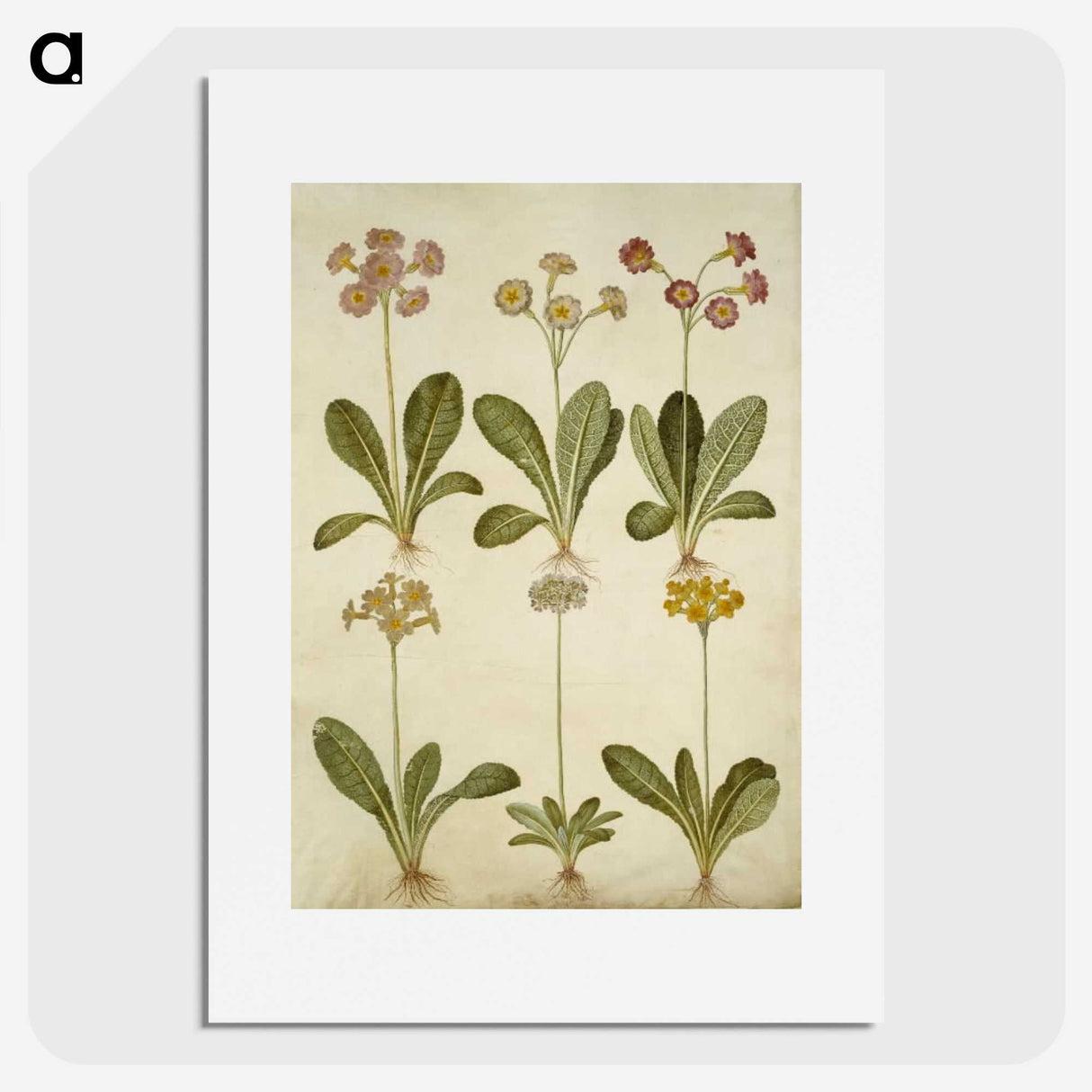 2-76_Maria-Sibylla-Merian_picture