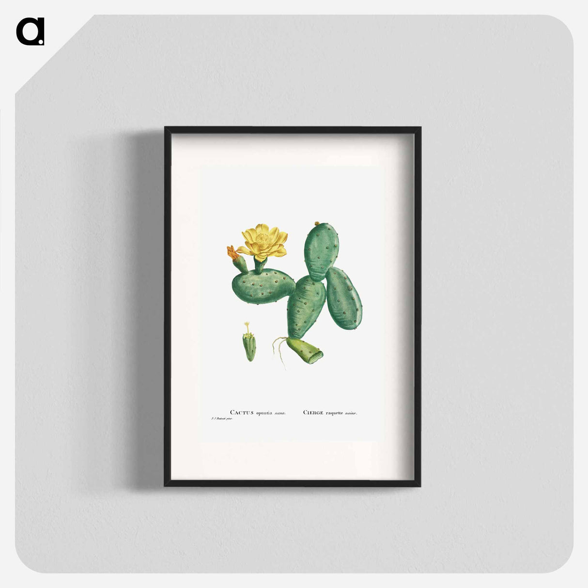 Cactus Opuntia Nana - Pierre Joseph Redouté Poster.